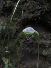 Pterostylis hispidula