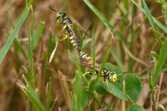 Philanthus crabroniformis