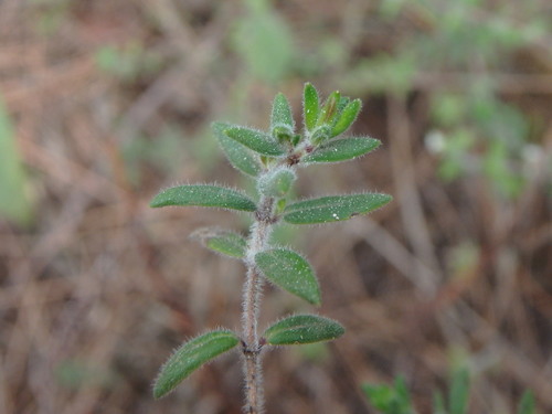 Micromeria ericifolia, photograph 2