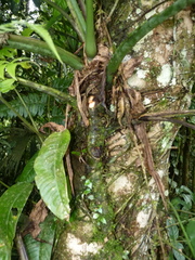 Anthurium clavigerum