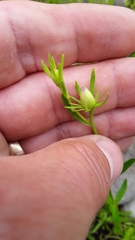 Sabatia kennedyana