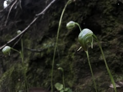 Pterostylis hispidula