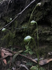 Pterostylis hispidula