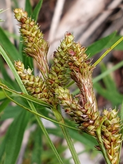 Carex complanata