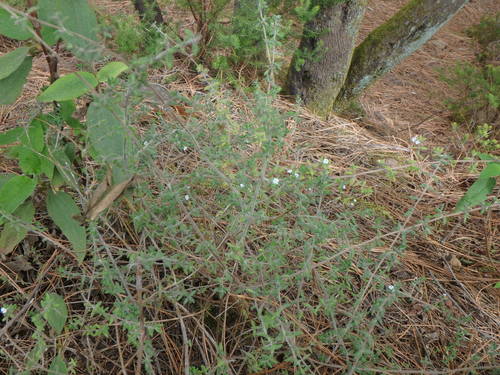Micromeria ericifolia, photograph 3