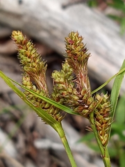Carex complanata