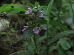Stachys elliptica