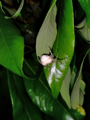 Taczanowskia sextuberculata