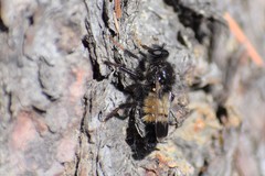 Cyrtopogon dasyllis