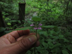 Stachys elliptica
