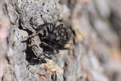 Cyrtopogon dasyllis