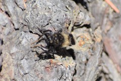 Cyrtopogon dasyllis