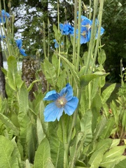 Meconopsis
