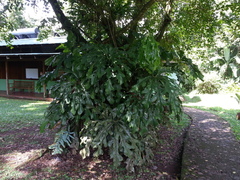 Anthurium clavigerum