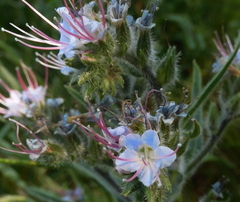 Echium lusitanicum
