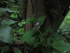 Stachys elliptica