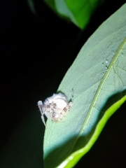Taczanowskia sextuberculata