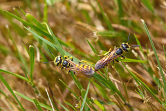 Philanthus crabroniformis