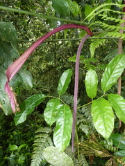 Anthurium clavigerum