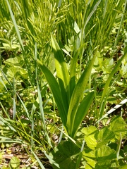 Platanthera dilatata albiflora