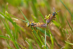 Philanthus crabroniformis