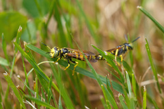 Philanthus crabroniformis