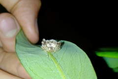 Taczanowskia sextuberculata