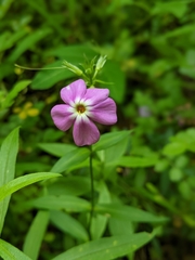 Phlox glaberrima