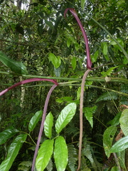 Anthurium clavigerum