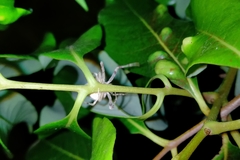 Taczanowskia sextuberculata