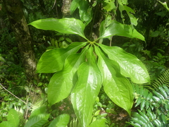 Anthurium clavigerum