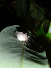 Taczanowskia sextuberculata