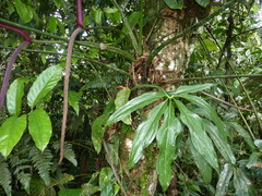 Anthurium clavigerum