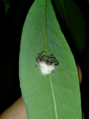 Taczanowskia sextuberculata