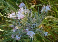 Echium lusitanicum