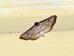 Thyrididae