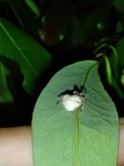 Taczanowskia sextuberculata