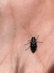 Buprestinae