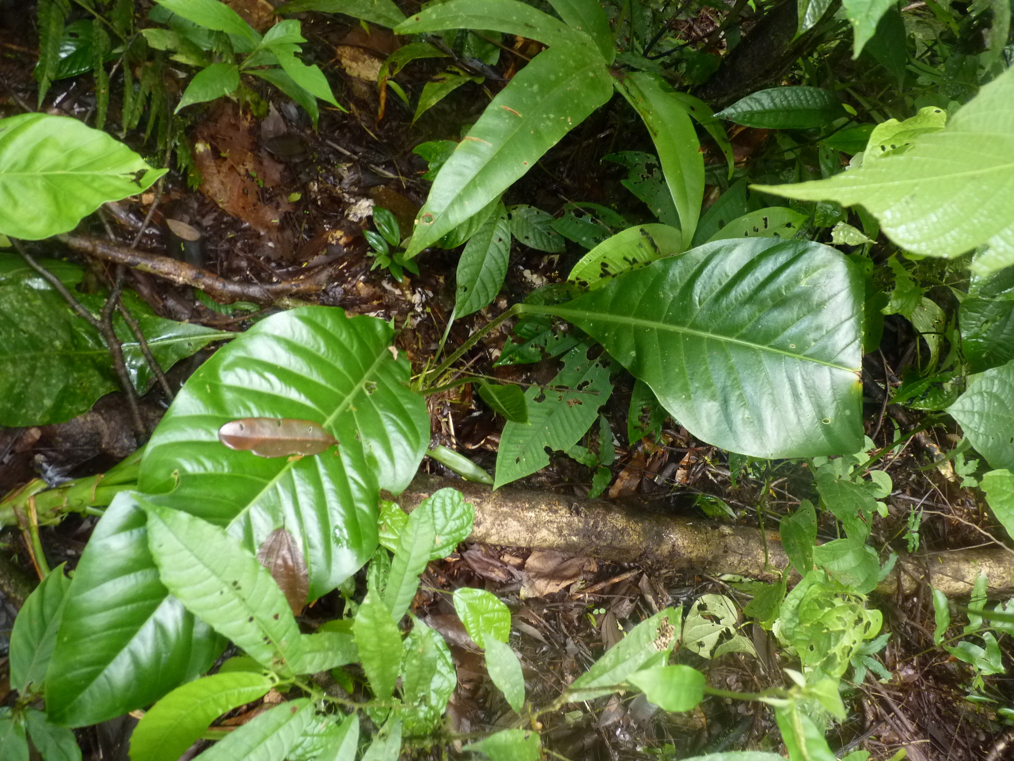 Anthurium bradeanum Croat & Grayum 4