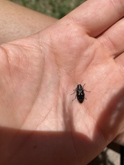Buprestinae