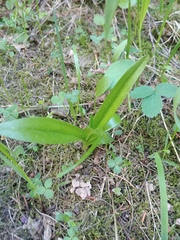 Platanthera dilatata albiflora