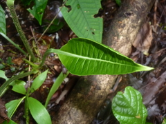 Anthurium bradeanum