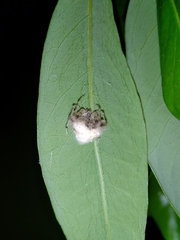Taczanowskia sextuberculata