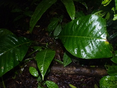 Anthurium bradeanum