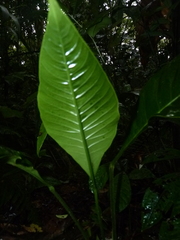 Anthurium bradeanum