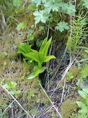 Platanthera dilatata albiflora