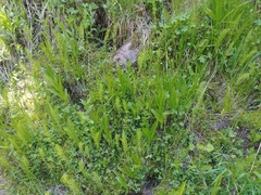Platanthera dilatata albiflora