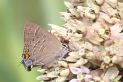 Satyrium calanus