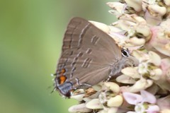 Satyrium calanus