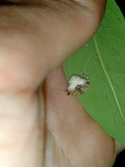 Taczanowskia sextuberculata
